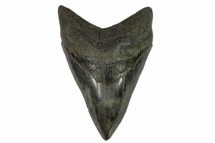 Serrated, Fossil Megalodon Tooth #124202